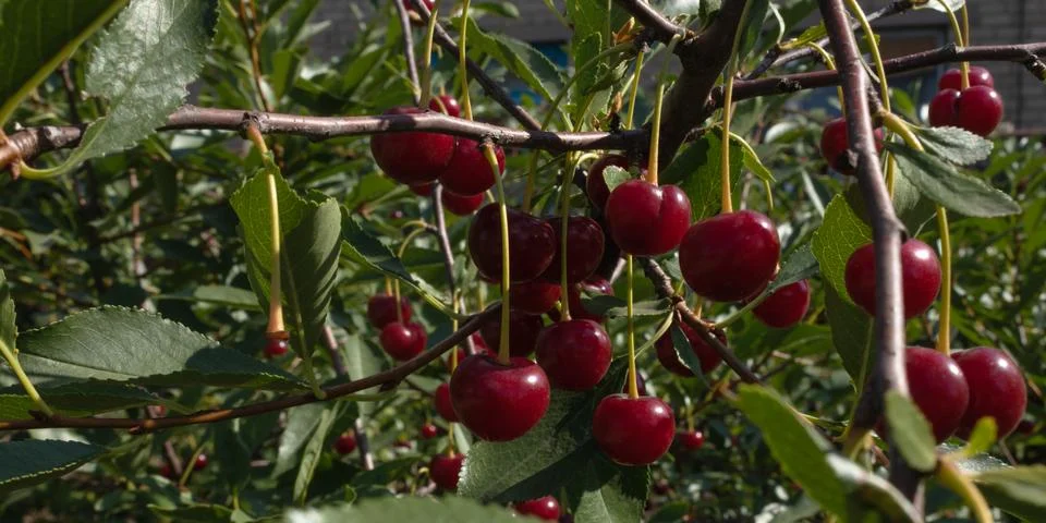 Fruit tree with thin brown branches and green leaves and red berries of a che Stock Photos