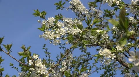 Fruit tree twig blossom with white blooms in spring. 4K Stock Footage 56081135