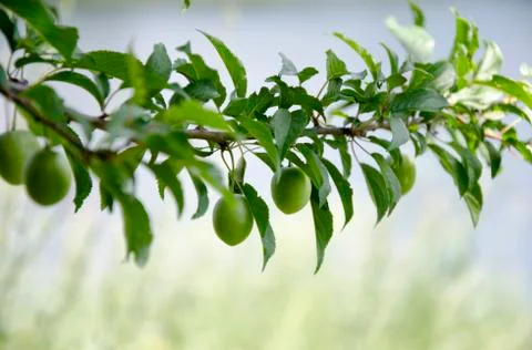 Fruit tree twig Stock Photos