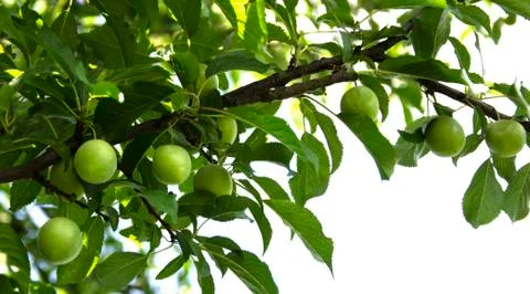 Fruit tree twig Stock Photos