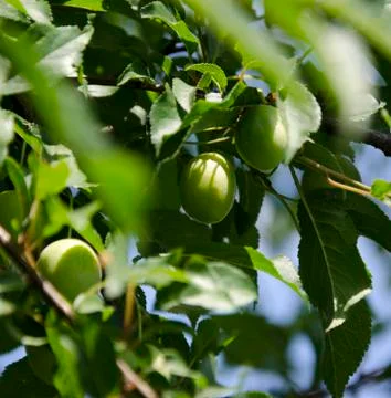 Fruit tree twig Stock Photos