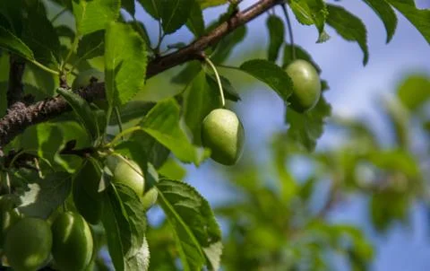 Fruit tree twig Stock Photos