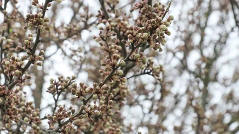 Fruit tree with unopened flowers Stock Footage 184049446