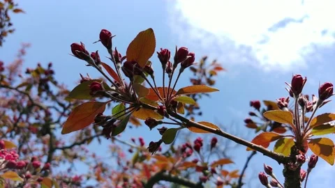  Fruit Tree White Flowering Time.  Видео 152897356