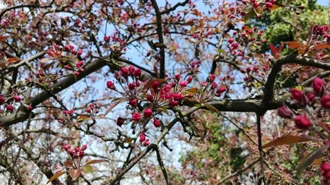  Fruit Tree White Flowering Time.  Stock Footage 152897362