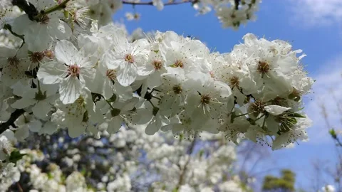  Fruit Tree White Flowering Time.  Видео 152897372