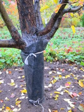 Fruit tree wound by the protective mesh round against rodents Foto stock