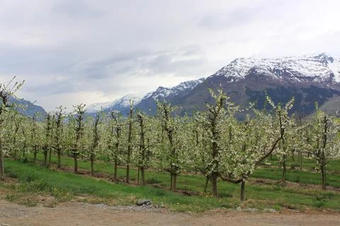 Fruit trees against the backdrop of the mountains - Norway Stock Photos