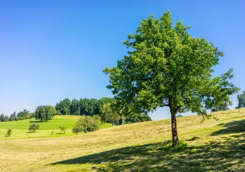 Fruit Trees and grassland Stock Photos