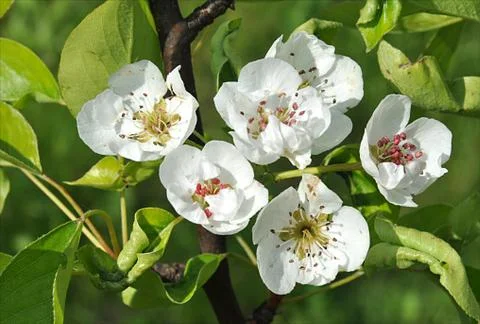 Fruit trees , apple Stock Photos