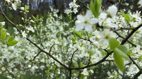 Fruit trees are blooming, branches with white flowers are swaying in the wind Stock Footage 240710432