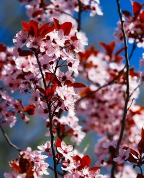 Fruit trees are blooming in spring Stock Photos
