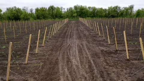 Fruit trees are tied to pillars. Young apple trees on farmland. Cultivation Stock Footage 126664248