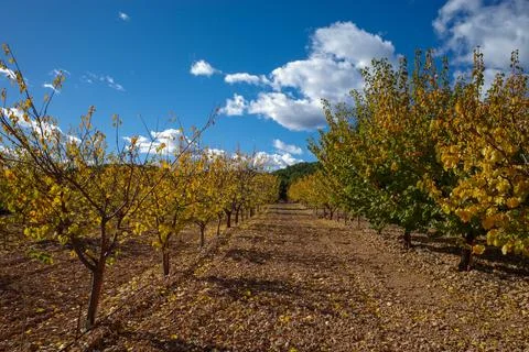 Fruit trees in autumn Stock Photos