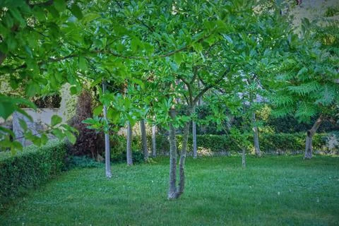 Fruit trees in the backyard garden 스톡 사진