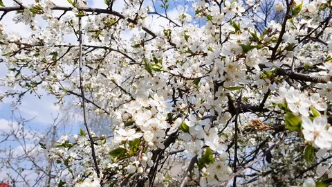 Fruit trees bloom beautifully Stock-Footage 123771341