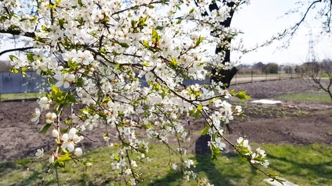 Fruit trees bloom beautifully Stock Footage 123771566