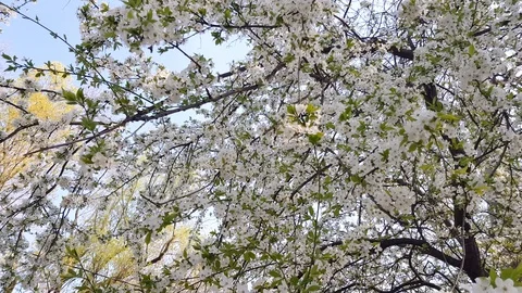 Fruit trees bloom beautifully Stock Footage 126120870