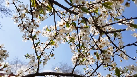 Fruit trees bloom beautifully Stock Footage 126827972