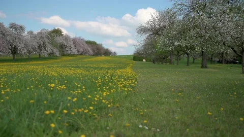 Fruit trees in bloom next to a field of yellow flowers and cumulus clouds Stock Footage 130365088