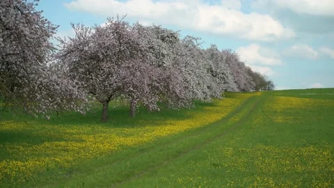 Fruit trees in bloom next to a field of yellow flowers 3 Stock Footage 130367843