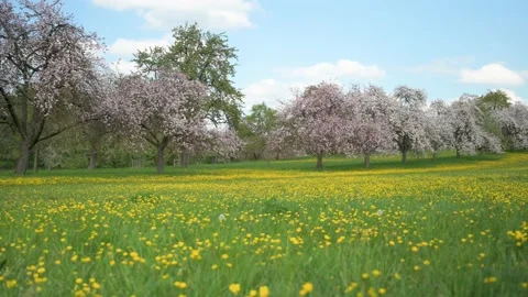 Fruit trees in bloom next to a field of yellow flowers Stock Footage 130368307