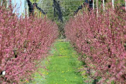 Fruit trees in bloom Stock Photos