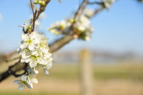 Fruit trees bloom in spring against a background of blue sky and other flower 스톡 사진