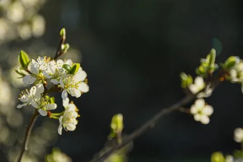 Fruit trees bloom in spring against a background of blue sky and other flower 写真素材