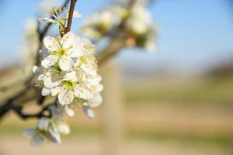 Fruit trees bloom in spring against a background of blue sky and other flower Stock Photos