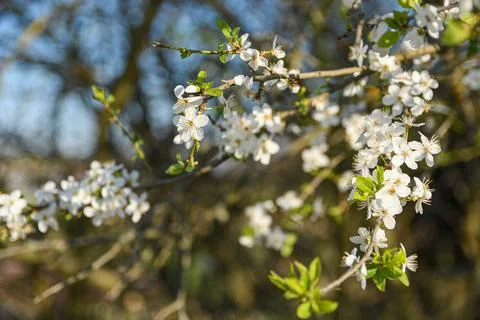 Fruit trees bloom in spring against a background of blue sky and other flower Stockfoto's