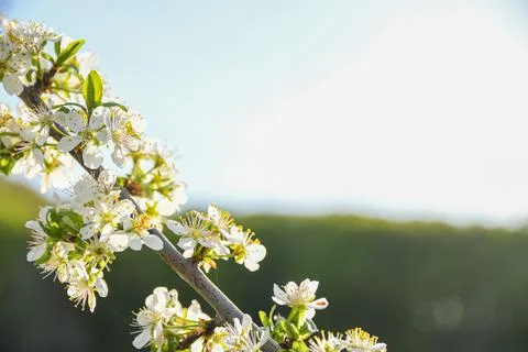 Fruit trees bloom in spring against a background of blue sky and other flower 写真素材