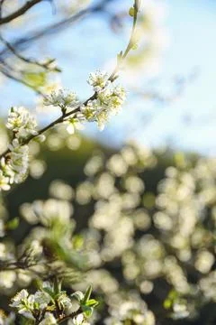 Fruit trees bloom in spring against a background of blue sky and other flower Fotos Stock