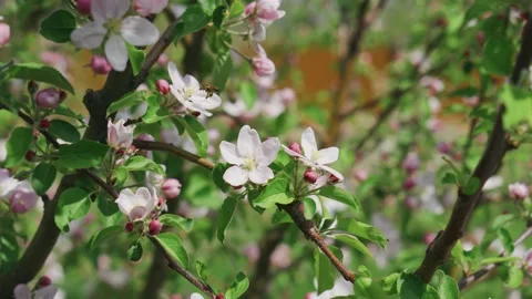 Fruit trees bloom in spring. A bee is sitting on a flower. Garden season plant Stock Footage 192485704