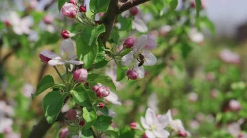 Fruit trees bloom in spring. A bee is sitting on a flower. Garden season plant Stock Footage 196287897