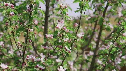 Fruit trees bloom in spring. A bee is sitting on a flower. Garden season plant 스톡 동영상 200770560