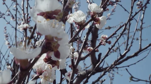 Fruit trees bloom in spring. A bee is sitting on a flower. Stock Footage 253225263