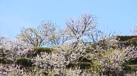 Fruit trees in bloom at the top of the slope Stock Footage 49627300