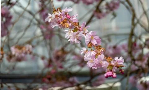 Fruit trees blooming Stock Photos