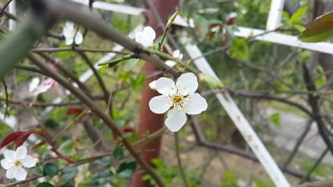 Fruit trees blooming in spring 스톡 동영상 154202878