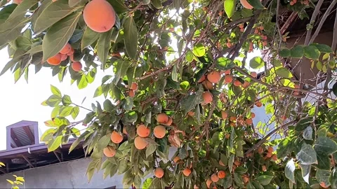 Fruit trees during harvest time Stock Footage 297802789