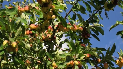 Fruit trees filled with ripe apples in a sunny orchard during late summer Stock Footage 344452420