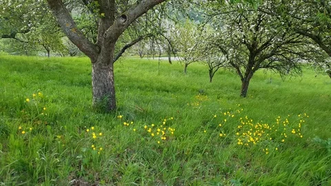 Fruit trees in flower on green meadow Stock Footage 129513434