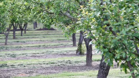 Fruit Trees Stock Footage 690739