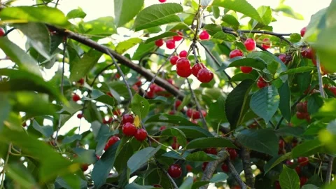 Fruit trees. Stock Footage 158091542