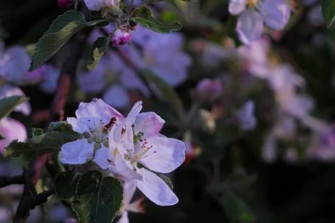 Fruit trees in full spring bloom cherries, pears, or apples with small whit.. Stock Photos