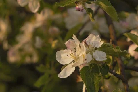 Fruit trees in full spring bloom cherries, pears, or apples with small white  Foto stock