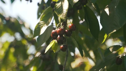 Fruit trees in the garden. Cherry. cherry. Harvest of stone fruits. Stock Footage 231710367