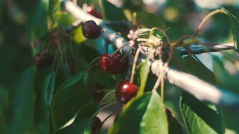 Fruit trees in the garden. Cherry. cherry. Harvest of stone fruits. Stock Footage 231710413