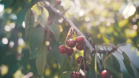 Fruit trees in the garden. Cherry. cherry. Harvest of stone fruits. Video stock 231711724